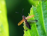 Platycis cosnardi