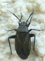 Orthocephalus coriaceus