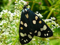 Callimorpha dominula - Scarlet Tiger