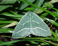 Hylaea fasciaria - Barred Red
