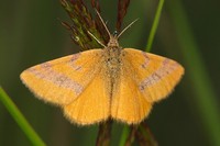 Lythria cruentaria