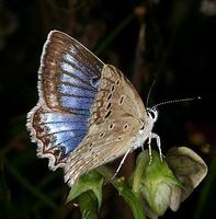 Polyommatus daphnis - Meleager's Blue