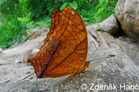 Vindula erota