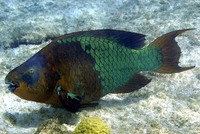 Scarus guacamaia, Rainbow parrotfish: fisheries, aquarium