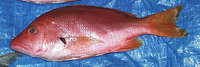 Lutjanus buccanella, Blackfin snapper: fisheries