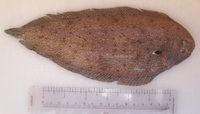 Pegusa impar, Adriatic sole: fisheries, aquaculture