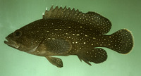 Epinephelus polystigma, White-dotted grouper: fisheries