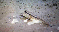 Periophthalmodon schlosseri, Giant mudskipper: fisheries