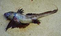 Hydrolagus africanus, African chimaera: