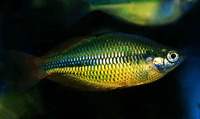 Melanotaenia herbertaxelrodi, Lake Tebera rainbowfish: aquarium