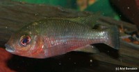 Tilapia bakossiorum, :