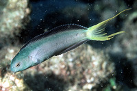 Meiacanthus mossambicus, Mozambique fangblenny: aquarium