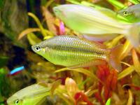 Melanotaenia splendida splendida, Eastern rainbow fish: aquarium