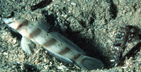 Amblyeleotris diagonalis, :