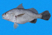 Stellifer mancorensis, Smooth stardrum: