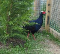 Edward's Pheasant Lophura edwardsi