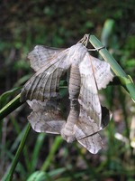 Laothoe populi - Poplar Hawk-moth