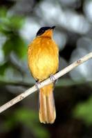 Cossypha niveicapilla - Snowy-crowned Robin-Chat