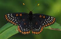 Image of: Euphydryas phaeton