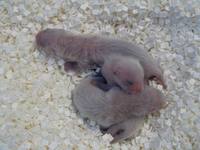 Mustela nigripes - Black-footed Ferret