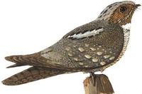 Image of: Caprimulgus europaeus (Eurasian nightjar)