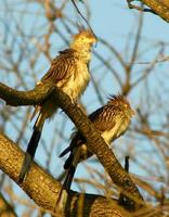 Image of: Guira guira (Guira cuckoo)