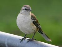 Image of: Mimus saturninus (chalk-browed mockingbird)