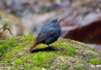 Image of: Rhyacornis fuliginosus (plumbeous water redstart)