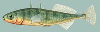 Image of: Gasterosteus aculeatus (Alaskan stickleback)
