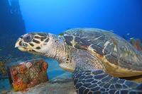 Image of: Eretmochelys imbricata (hawksbill sea turtle)