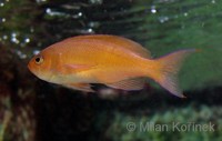 Pseudanthias kashiwae