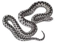 Image of: Vipera berus (adder)