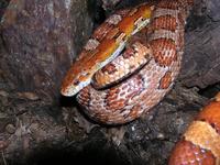 Pantherophis guttatus