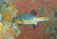 Arothron nigropunctatus - Black Spotted Blow Fish