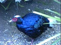 Vietnamese Pheasant - Lophura hatinhensis