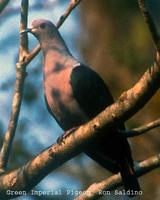 Green Imperial Pigeon - Ducula aenea