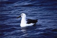 Yellow-nosed Albatross - Thalassarche chlororhynchos