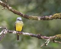 Tropical Kingbird (Tyrannus melancholicus) photo