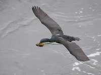 Brandt's Cormorant (Phalacrocorax penicillatus) photo