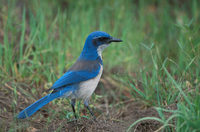 Island Scrub-Jay (Aphelocoma insularis) photo