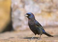 Varied Bunting (Passerina versicolor) photo