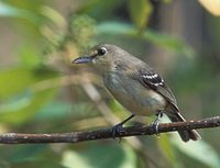 Thick-billed Vireo (Vireo crassirostris) photo