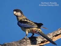 Northern Rosella - Platycercus venustus