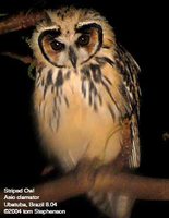 Striped Owl - Pseudoscops clamator