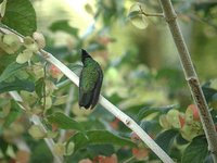 Antillean Crested Hummingbird - Orthorhyncus cristatus