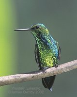 Blue-tailed Emerald - Chlorostilbon mellisugus