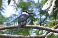 White-necked Puffbird - Notharchus macrorhynchos