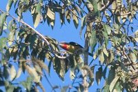 Gilded Barbet - Capito auratus