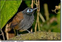 Chestnut-backed Antbird - Myrmeciza exsul