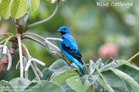 Blue Cotinga - Cotinga nattererii